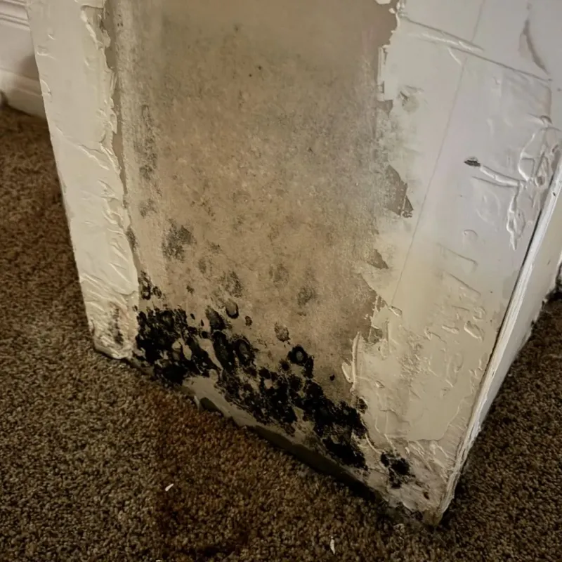 Professional Mold Removal in Dinwiddie County, VA